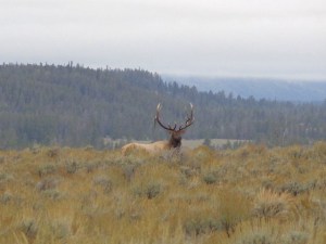big elk near Teton Point Turnout