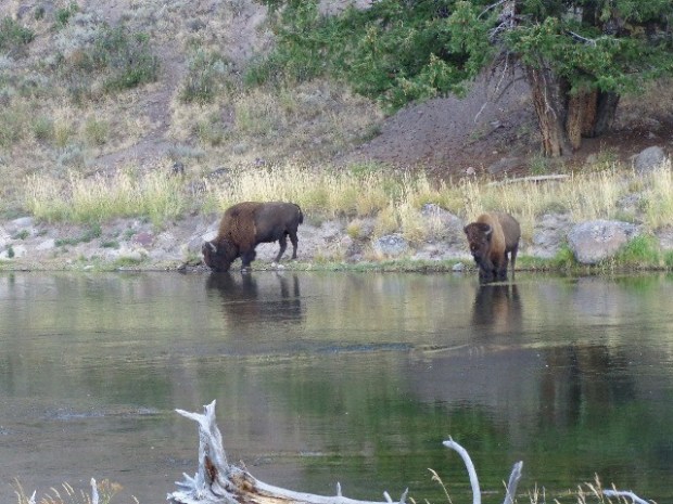 Bison in the Madison River, day 4