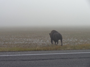 Buffalo in the fog, day 3 (2)