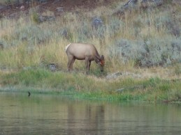 Early morning elk near Mt Haynes, 1st day (2)