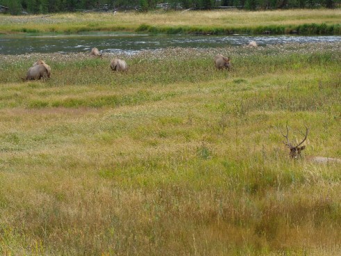 Elk in the grass on drive back, day 2 (3)