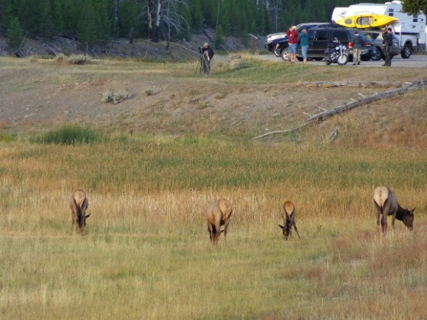 Elk mooning me in Yellowstone