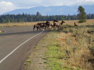 Elk on Jenny Lake Loop Road (4)
