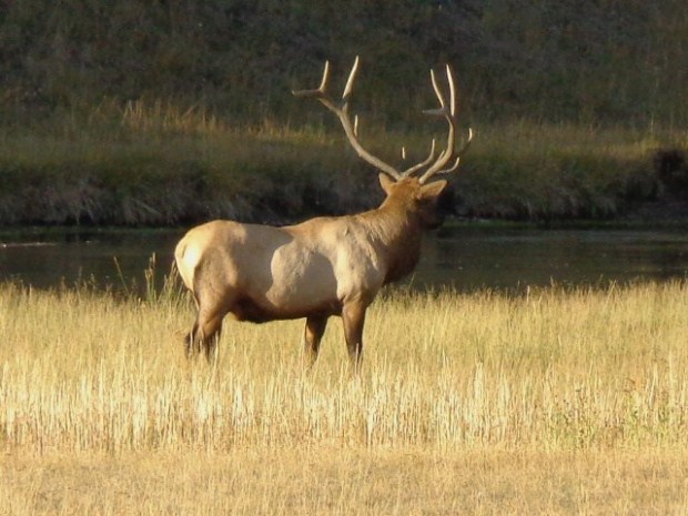 Elk on the way to the Tetons (3)
