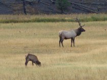 Grazing Elk, day 2 (3)