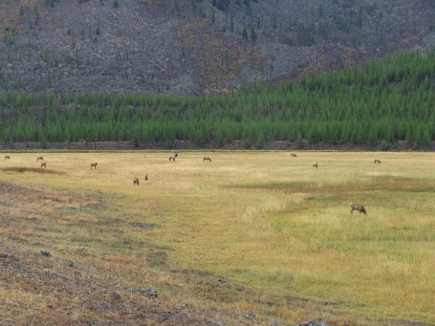 Grazing Elk, day 2
