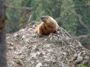 Marmot at the Brink of the Lower Falls trail, day 2 (2)