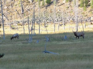 Pair of elk, day 4