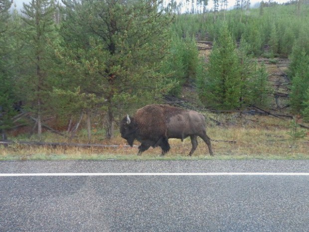 Roadside Buffalo, day 2 (2)