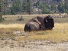 Roadside Buffalo, day 3 (2)