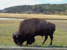Roadside Buffalo, day 3 (4)